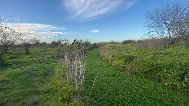 Camino de las Flores